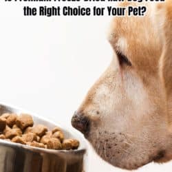 Is Premium Freeze-Dried Raw Dog Food the Right Choice for Your Pet?