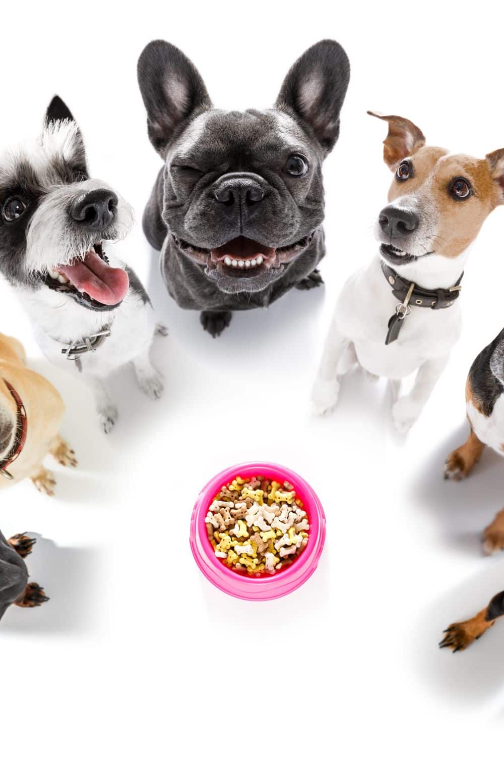The Importance of a Proper Dog's Diet Key Tips for Nourishing Your Canine Companion