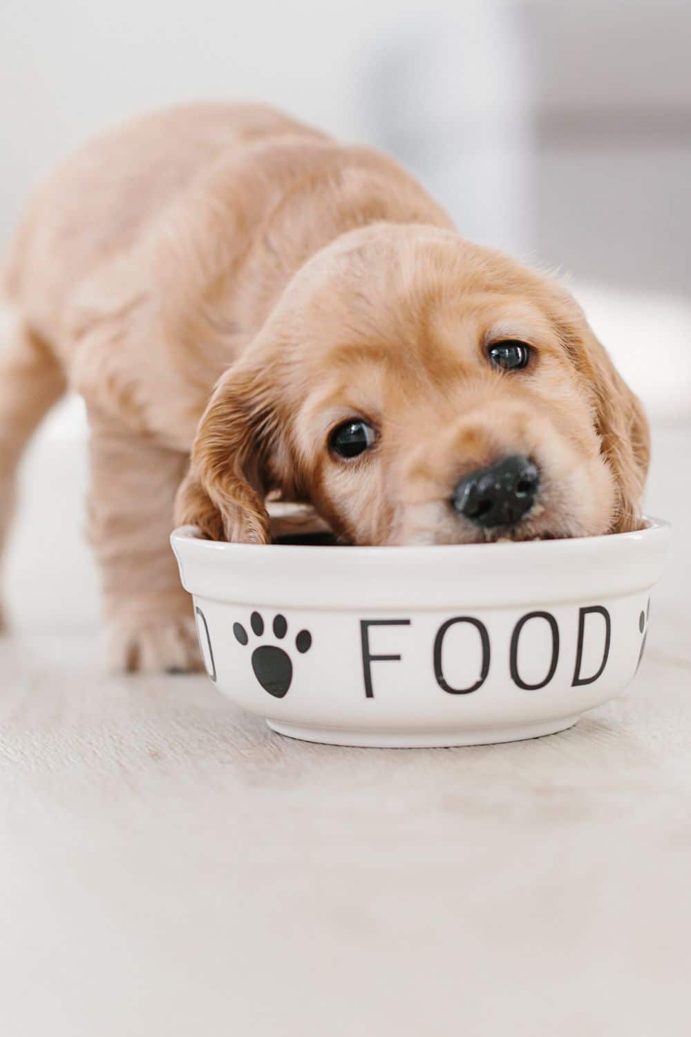 The Importance of a Proper Dog's Diet Key Tips for Nourishing Your Canine Companion