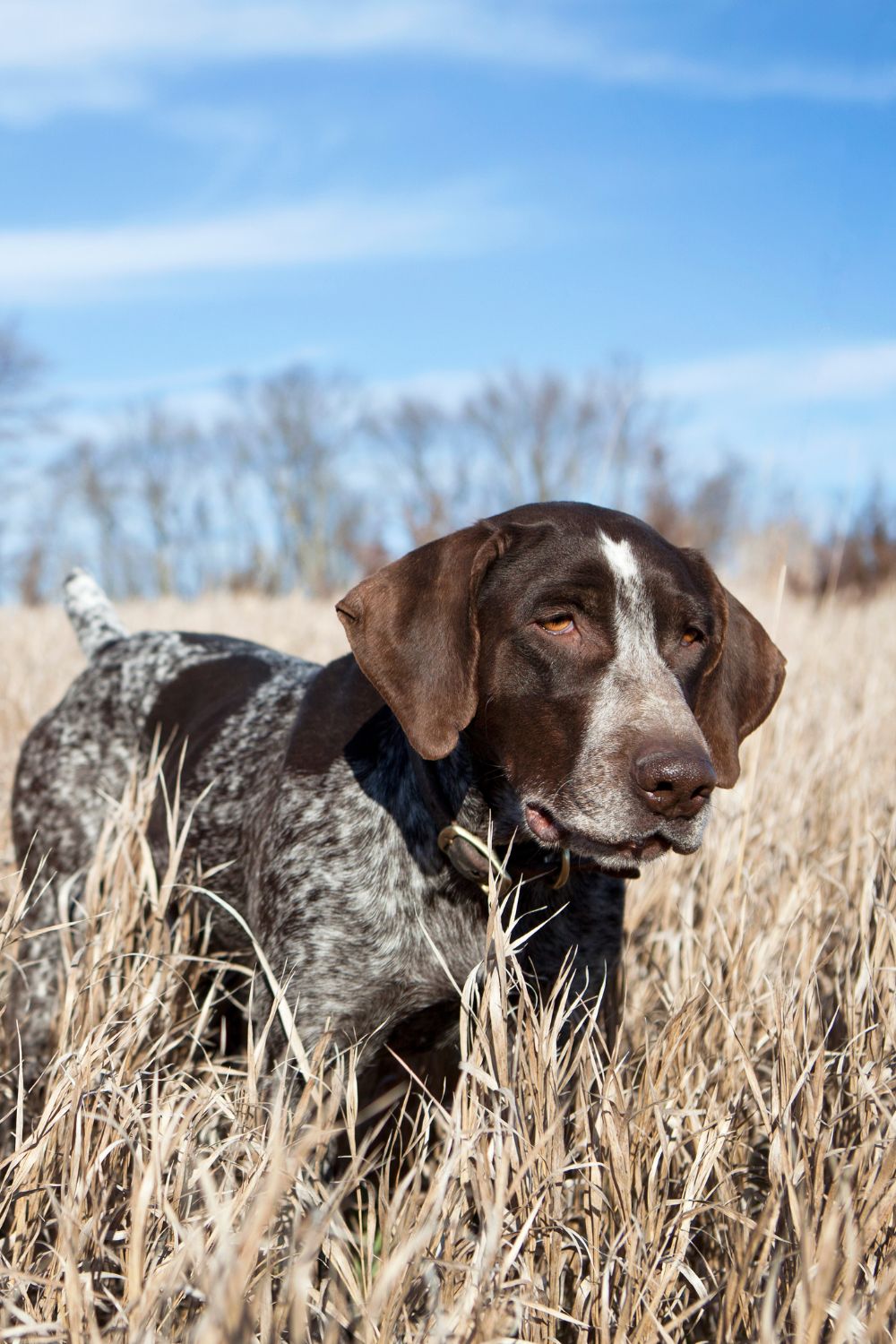 Understanding and Managing Your Dog's Prey Drive