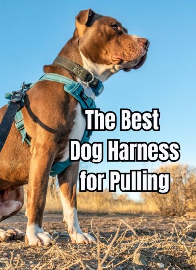 Best Dog Harness for Pulling