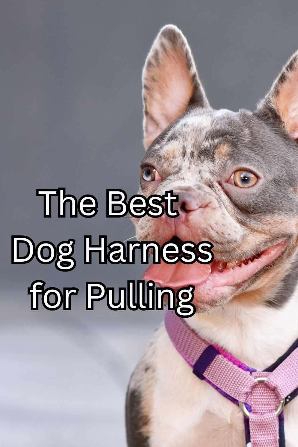 Best Dog Harness for Pulling