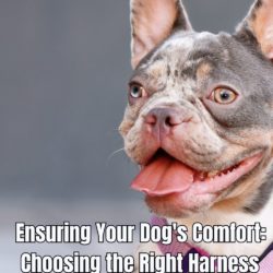 Ensuring Your Dog's Comfort Choosing the Right Harness