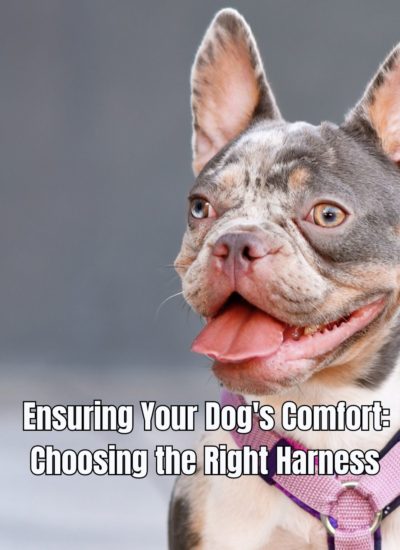 Ensuring Your Dog's Comfort Choosing the Right Harness