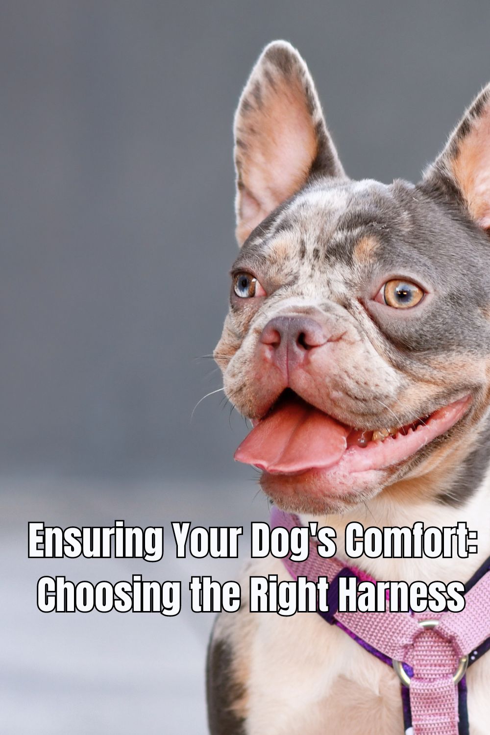 Ensuring Your Dog's Comfort Choosing the Right Harness 