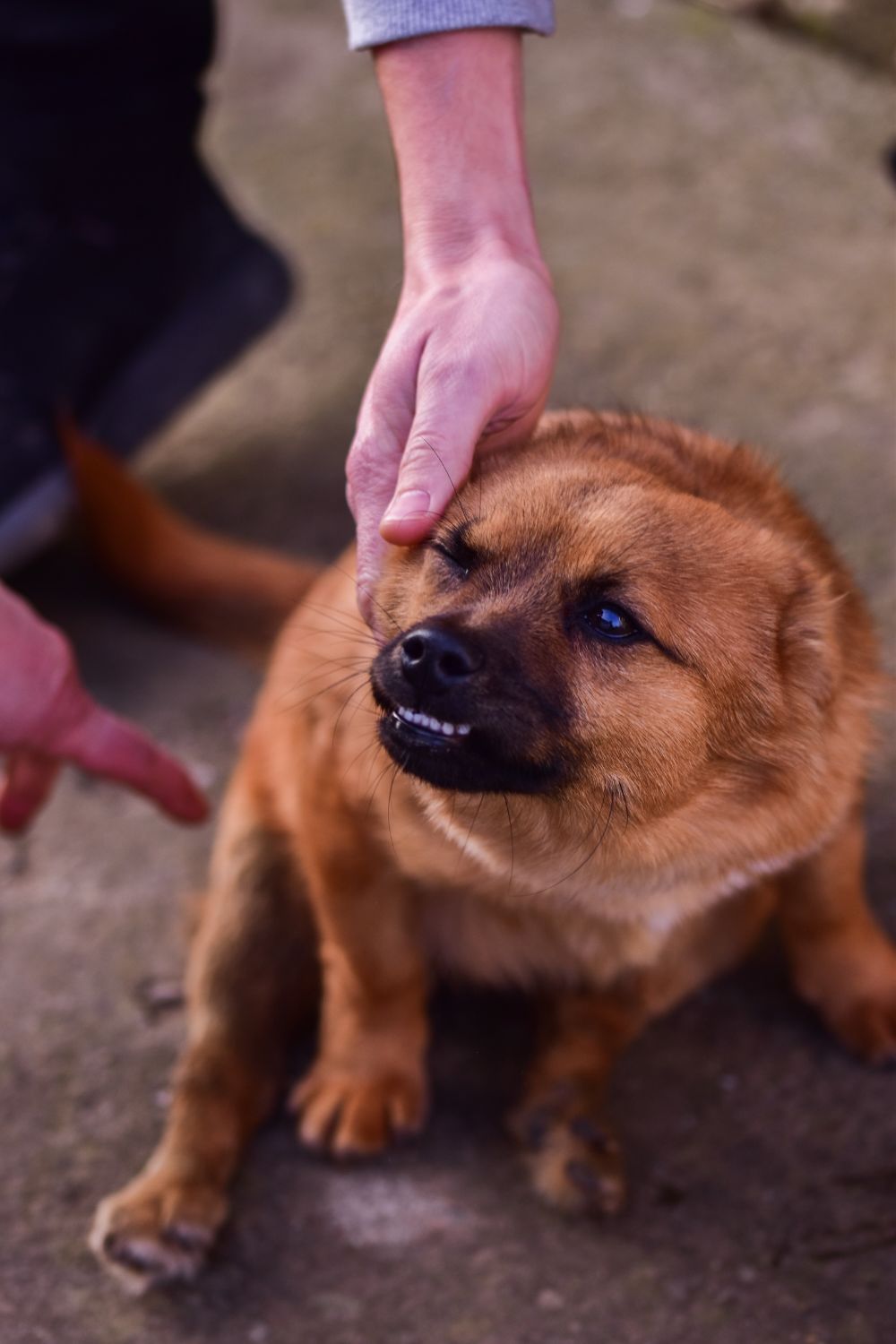 The Legal Process of Filing a Dog Bite Claim What You Need to Know