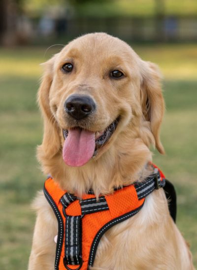 Dog Harness Safety Tips Every Owner Should Know