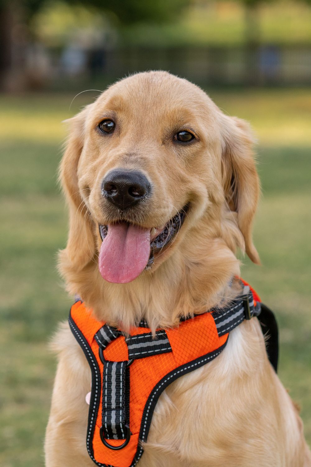 Dog Harness Safety Tips Every Owner Should Know