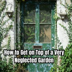 How to Get on Top of a Very Neglected Garden