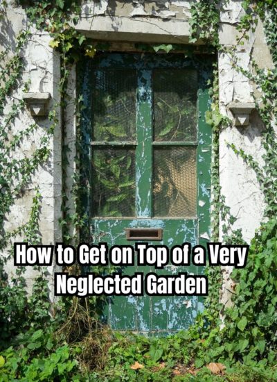 How to Get on Top of a Very Neglected Garden