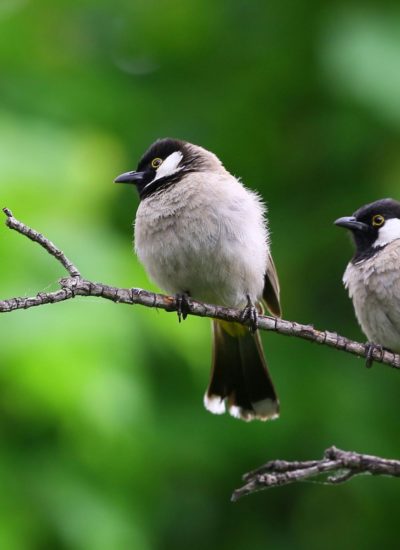 The Hidden Dangers: Why Bird Infestations Pose Risks to Homes