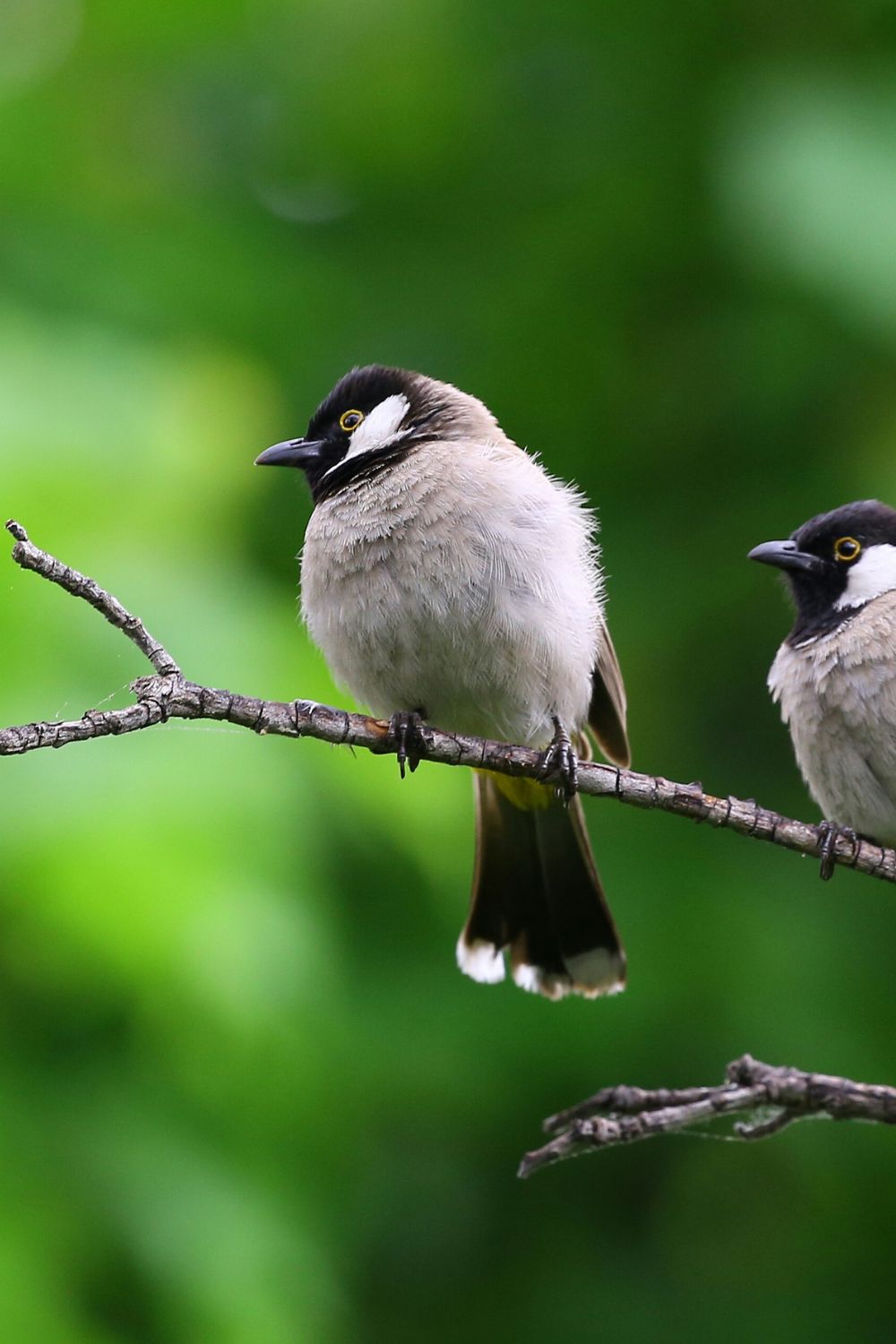 The Hidden Dangers: Why Bird Infestations Pose Risks to Homes