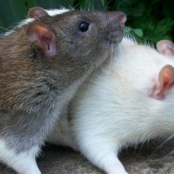 The Effective Strategies for Rat Control and Prevention in Urban Areas