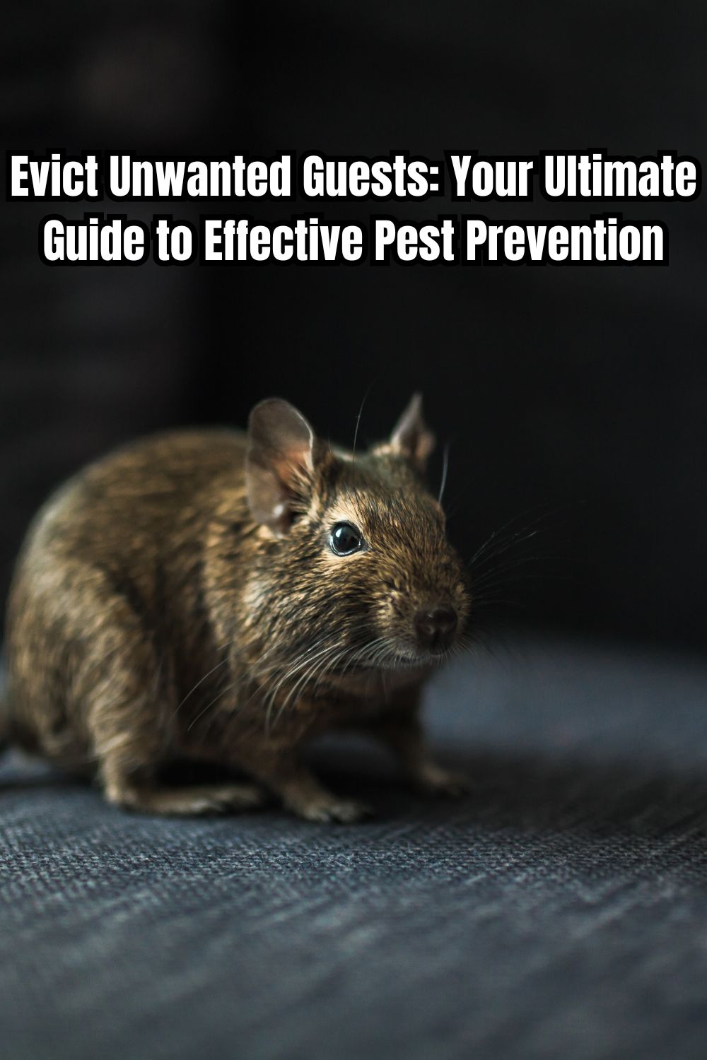 Evict Unwanted Guests Your Ultimate Guide to Effective Pest Prevention 