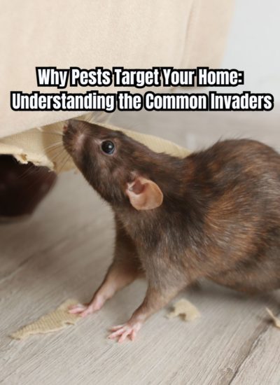 Why Pests Target Your Home Understanding the Common Invaders