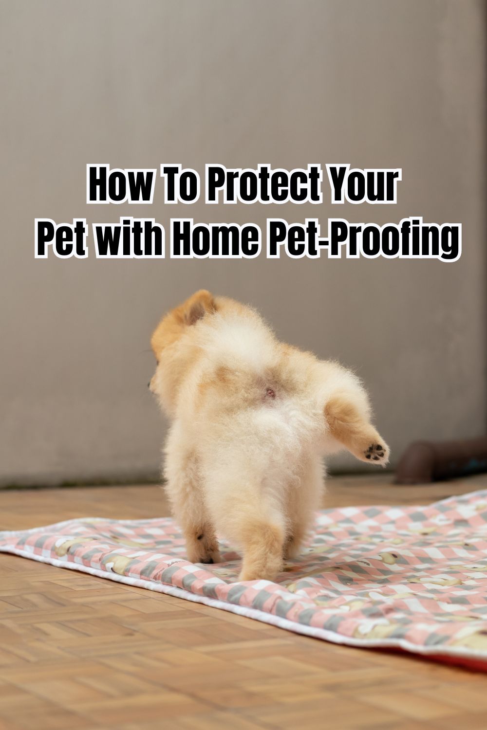 How To Protect Your Pet with Home Pet-Proofing