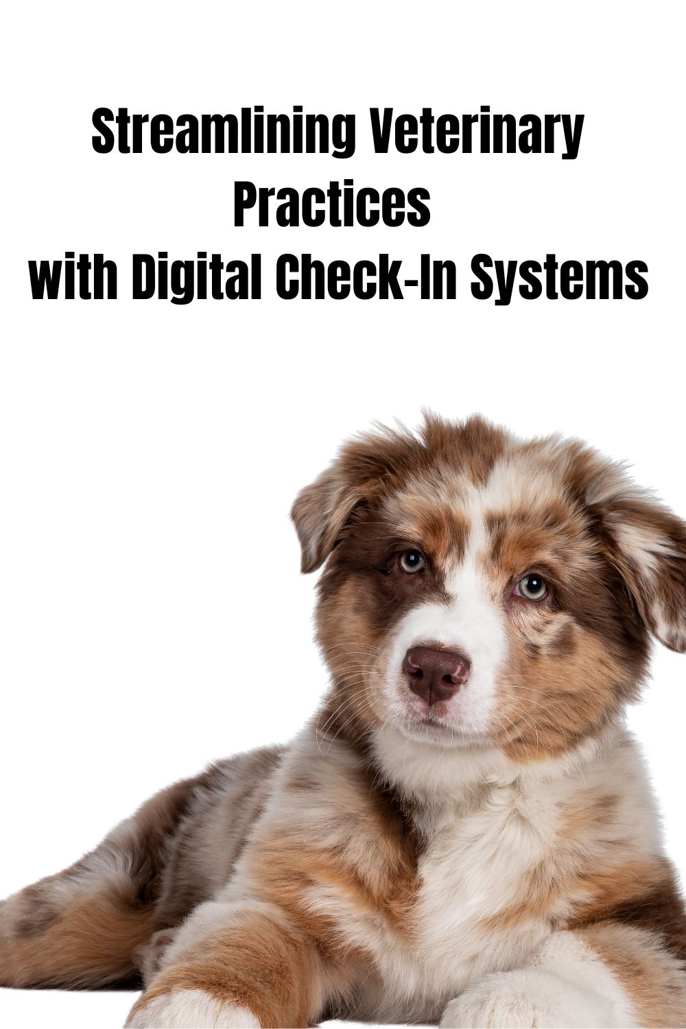 Streamlining Veterinary Practices with Digital Check-In Systems