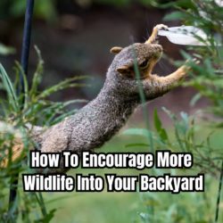 How To Encourage More Wildlife Into Your Backyard