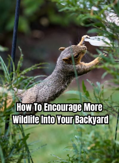 How To Encourage More Wildlife Into Your Backyard