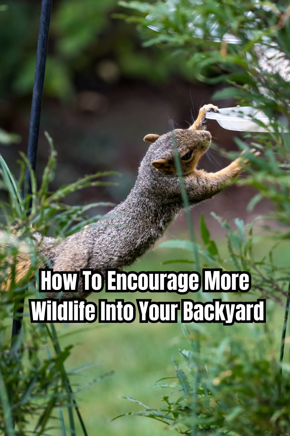 How To Encourage More Wildlife Into Your Backyard