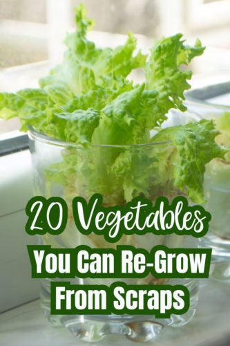 20 Vegetables You Can ReGrow From Scraps: A Sustainable Gardening Guide