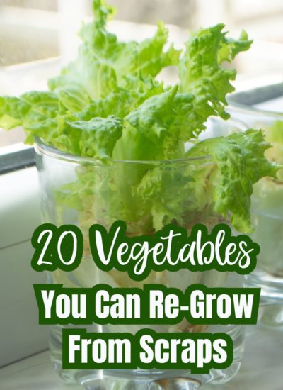 20 Vegetables You Can Re-Grow From Scraps A Sustainable Gardening Guide