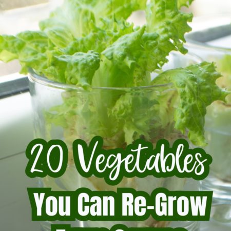 20 Vegetables You Can Re-Grow From Scraps A Sustainable Gardening Guide