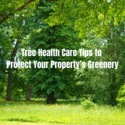 Tree Health Care Tips to Protect Your Property’s Greenery