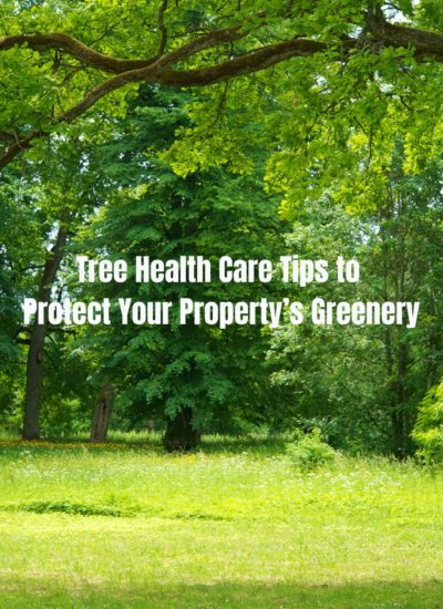 Tree Health Care Tips to Protect Your Property’s Greenery