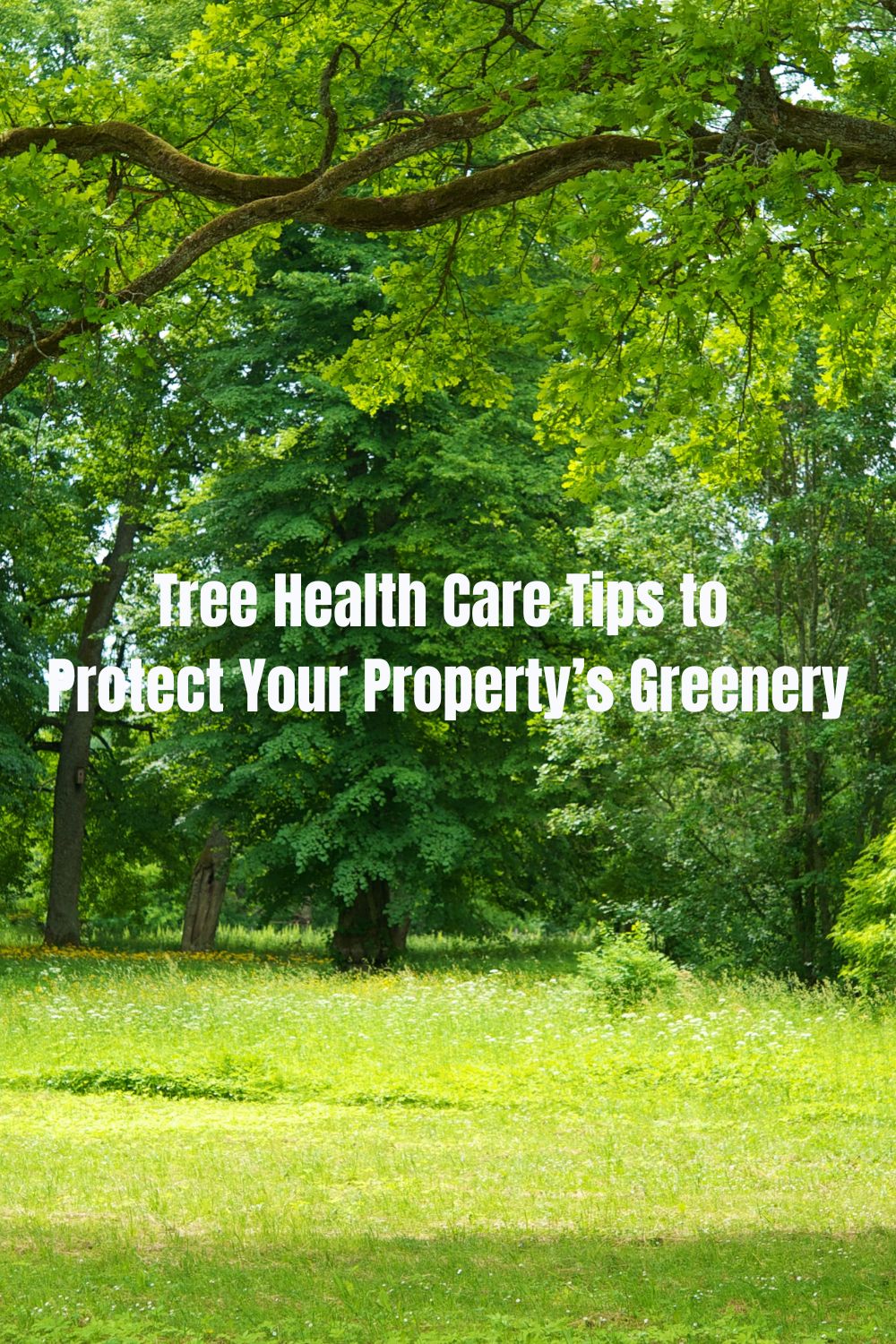 Tree Health Care Tips to Protect Your Property’s Greenery