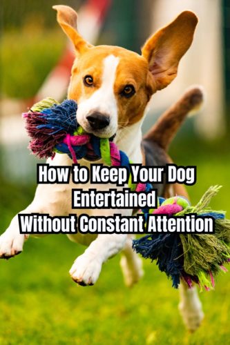 How to Keep Your Dog Entertained Without Constant Attention