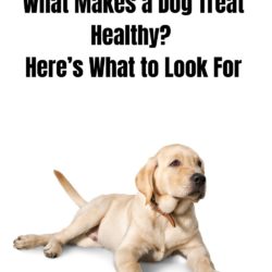 What Makes a Dog Treat Healthy Here’s What to Look For