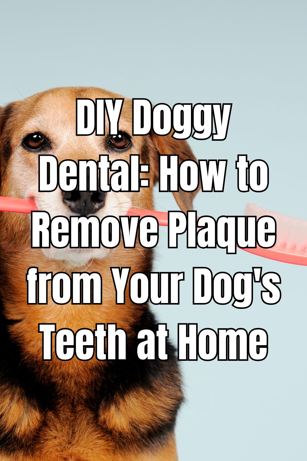 DIY Doggy Dental How to Remove Plaque from Your Dog's Teeth at Home