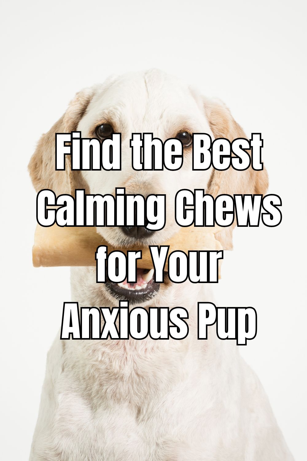 Find the Best Calming Chews for Your Anxious Pup