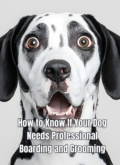 How to Know If Your Dog Needs Professional Boarding and Grooming