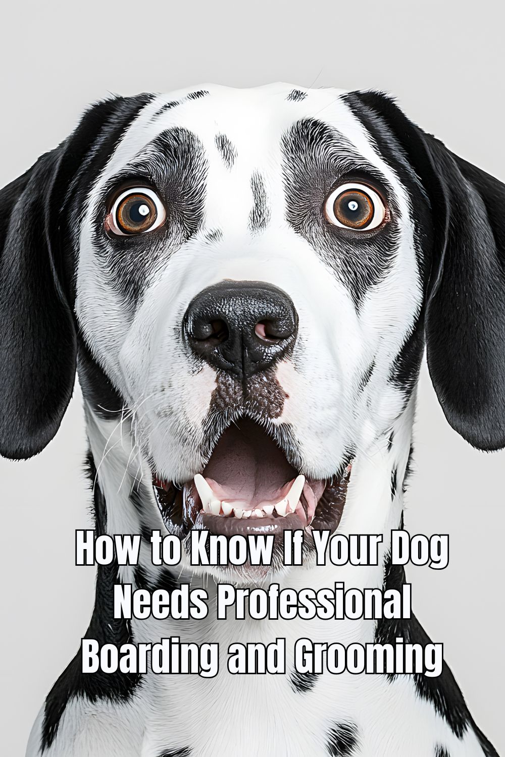 How to Know If Your Dog Needs Professional Boarding and Grooming