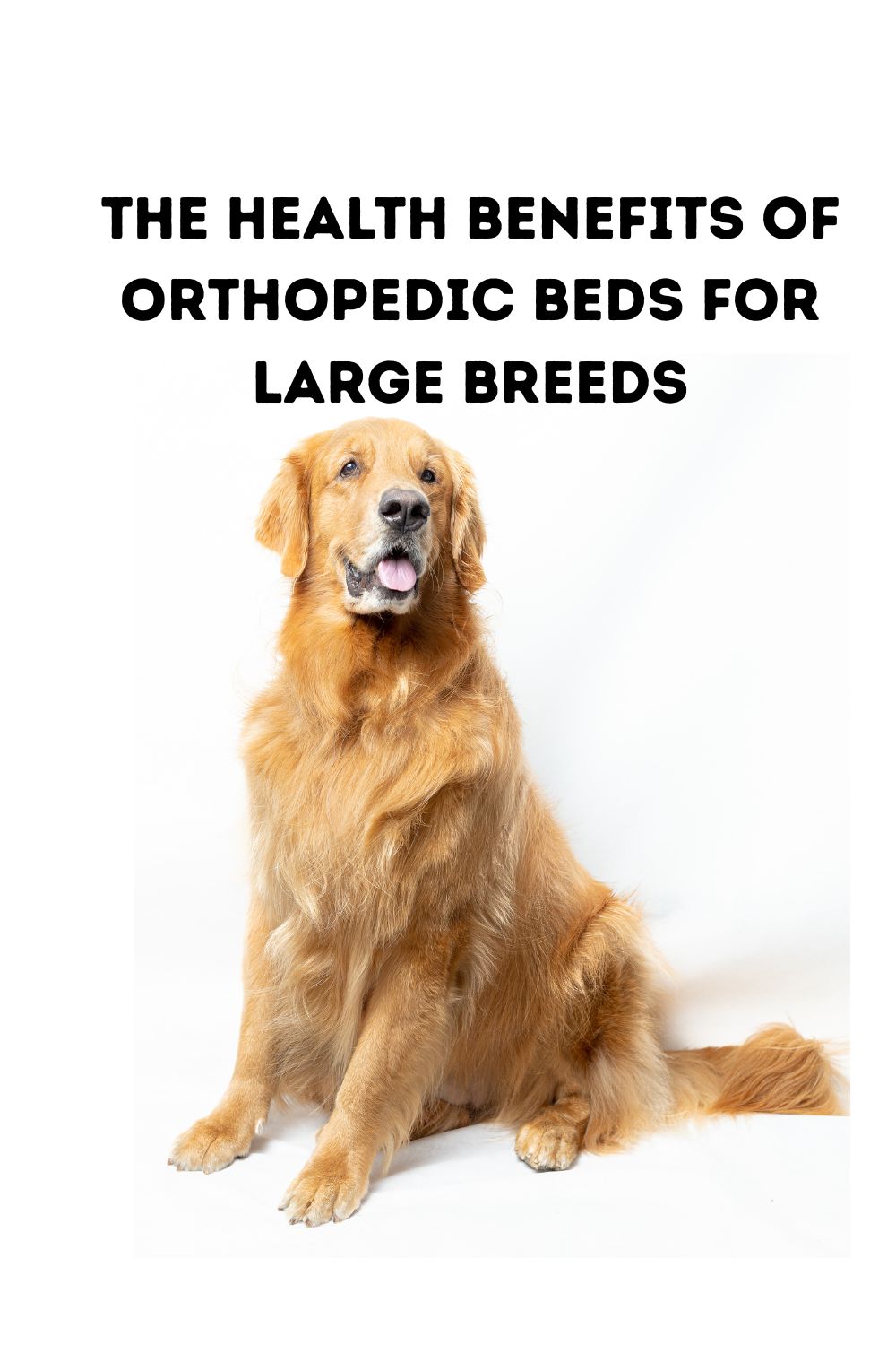 The Health Benefits of Orthopedic Beds for Large Breeds