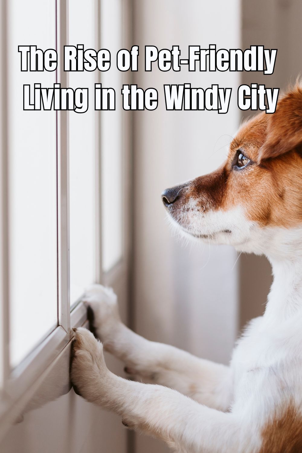 The Rise of Pet-Friendly Living in the Windy City