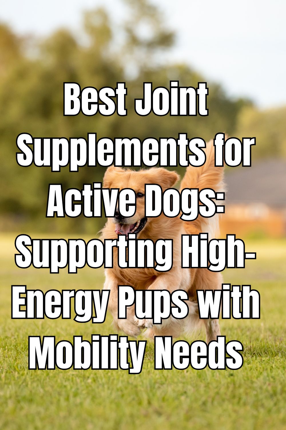 Best Joint Supplements for Active Dogs Supporting High-Energy Pups with Mobility Needs