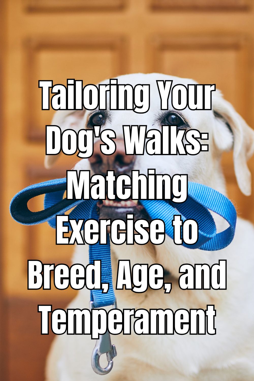Tailoring Your Dog's Walks Matching Exercise to Breed, Age, and Temperament