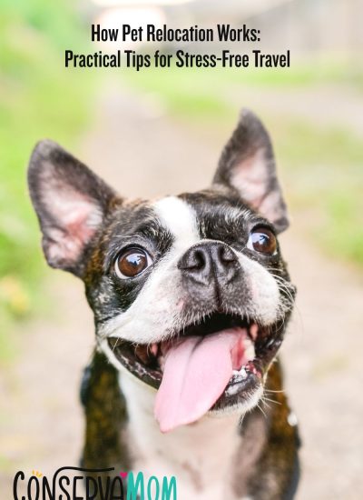 How Pet Relocation Works Practical Tips for Stress-Free Travel