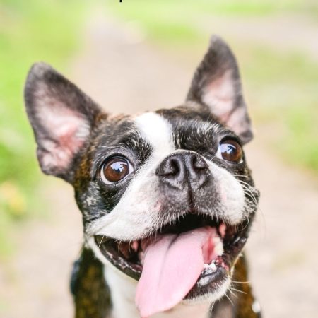 How Pet Relocation Works Practical Tips for Stress-Free Travel