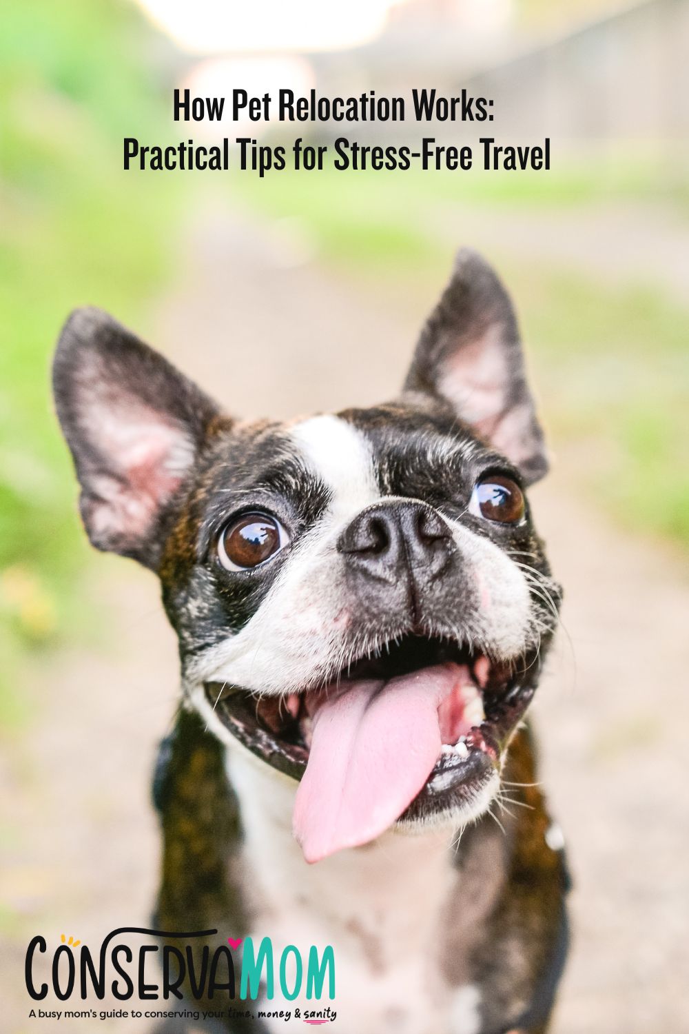 How Pet Relocation Works Practical Tips for Stress-Free Travel 