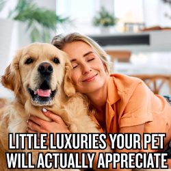 Little Luxuries Your Pet Will Actually Appreciate
