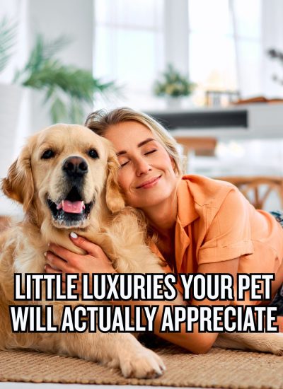 Little Luxuries Your Pet Will Actually Appreciate