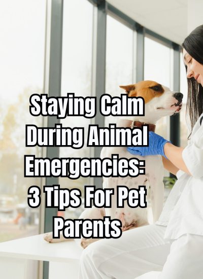 Staying Calm During Animal Emergencies 3 Tips For Pet Parents