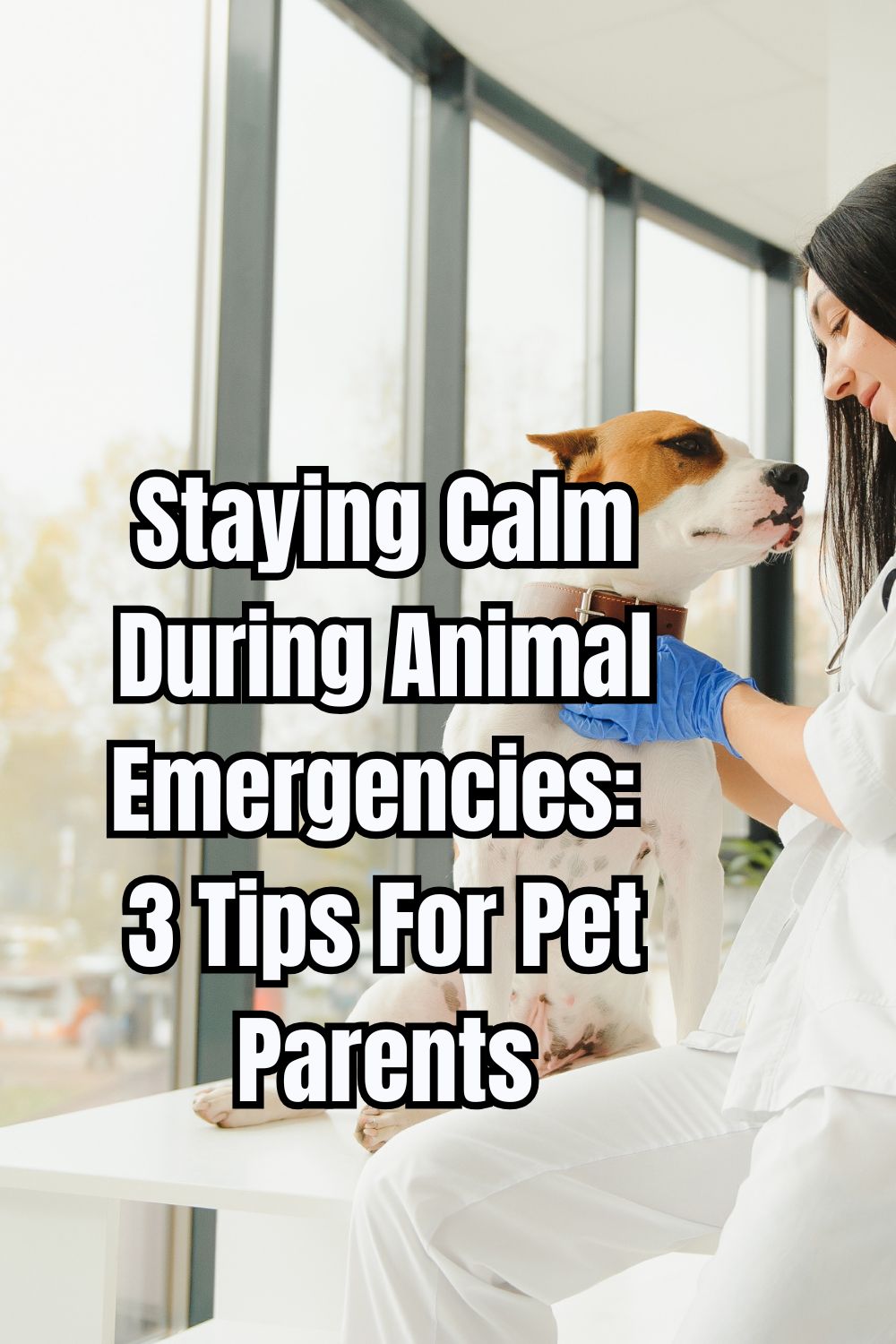 Staying Calm During Animal Emergencies 3 Tips For Pet Parents