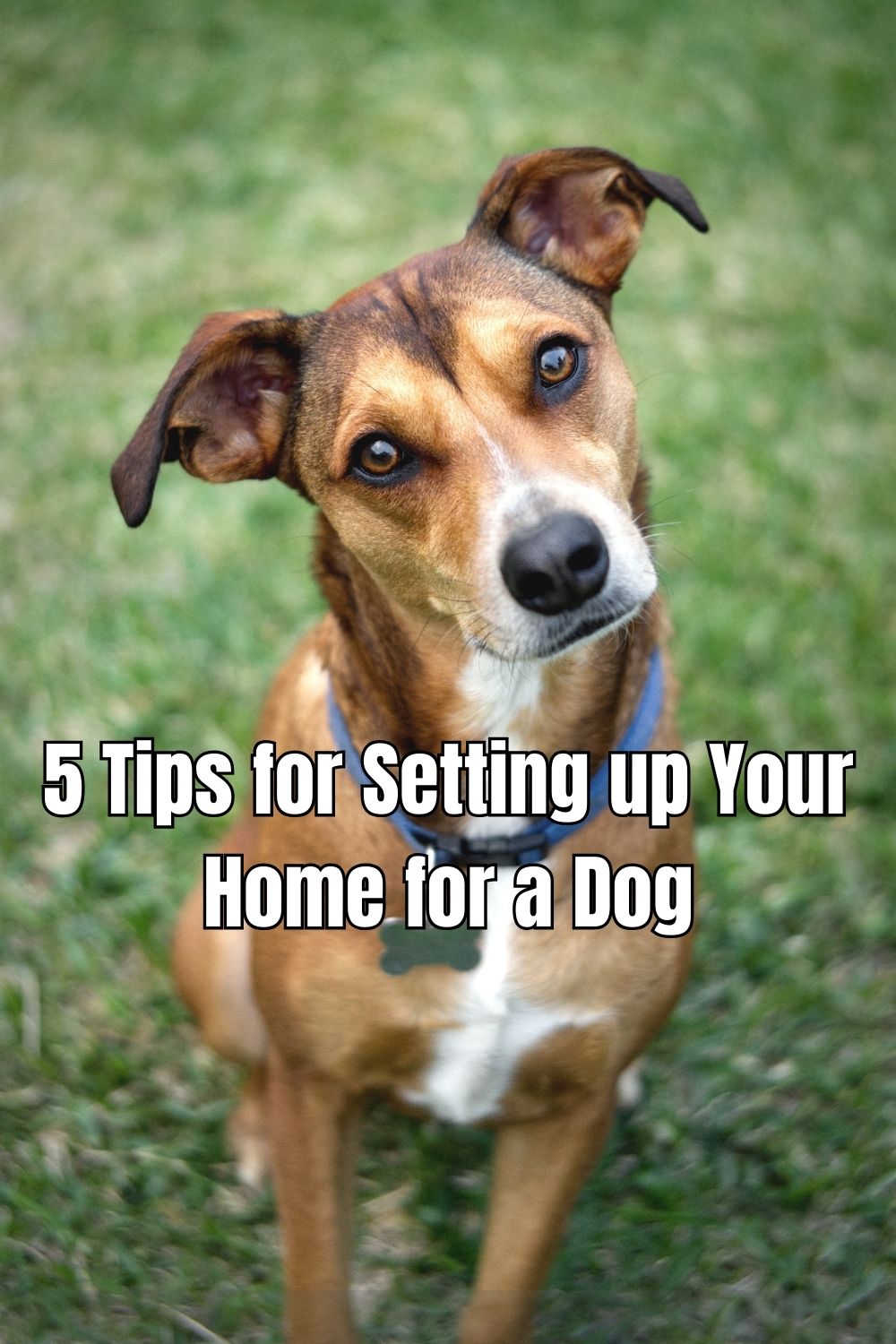 Use these tips for setting up your home for a dog and create a safe and welcoming environment for your new furry friend.