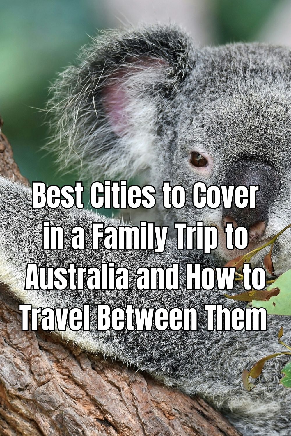 Best Cities to Cover in a Family Trip to Australia and How to Travel Between Them