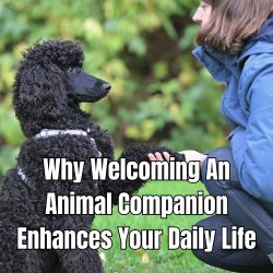 Why Welcoming An Animal Companion Enhances Your Daily Life